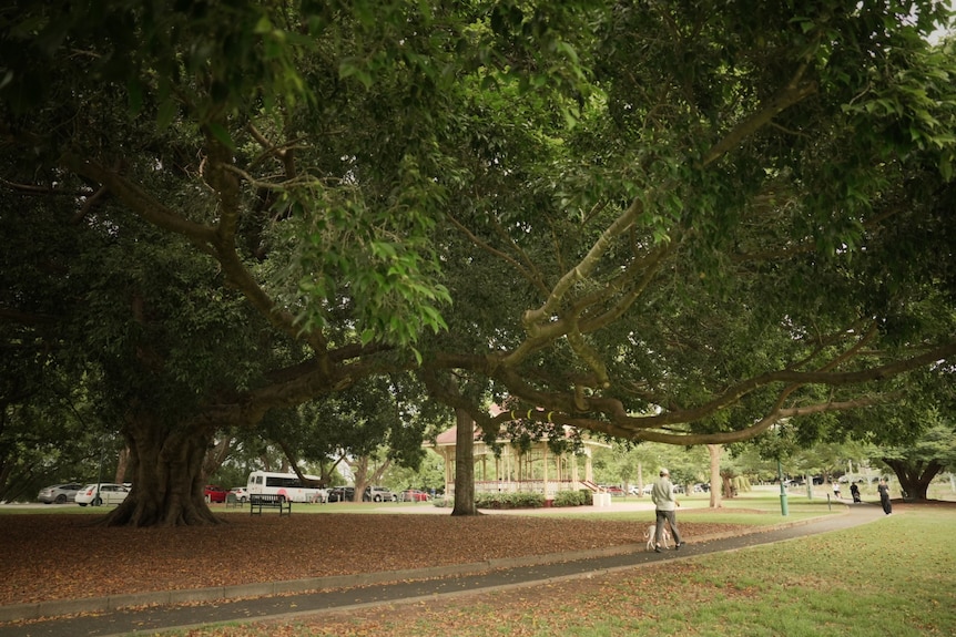A dog walker beneath a large fig tree
