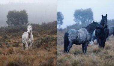 Brumby cull: Inside the fierce battle to protect or kill Australia’s feral horses