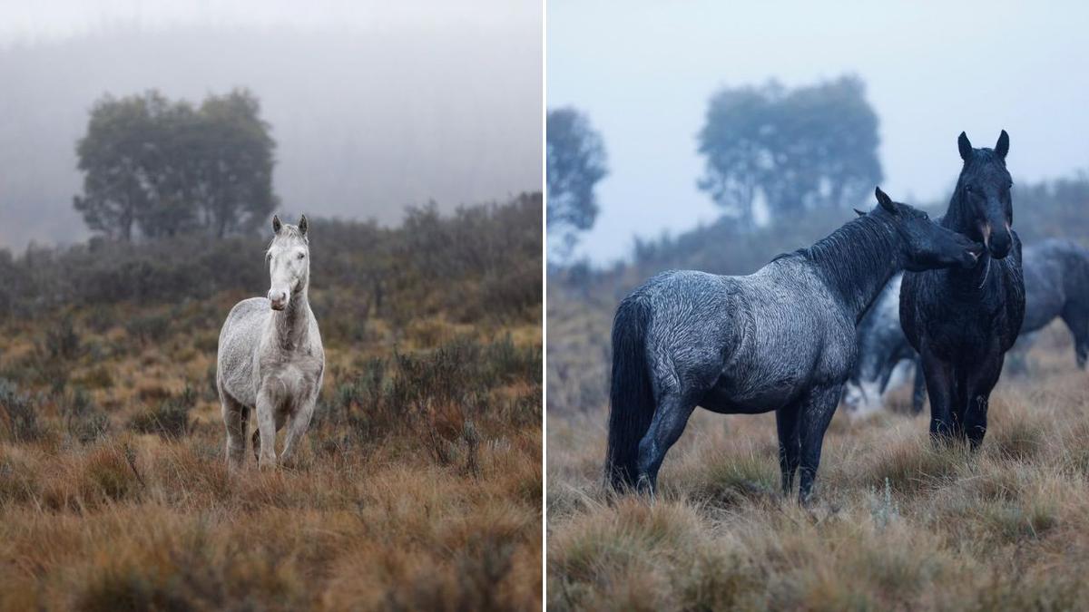 Brumby cull: Inside the fierce battle to protect or kill Australia’s feral horses