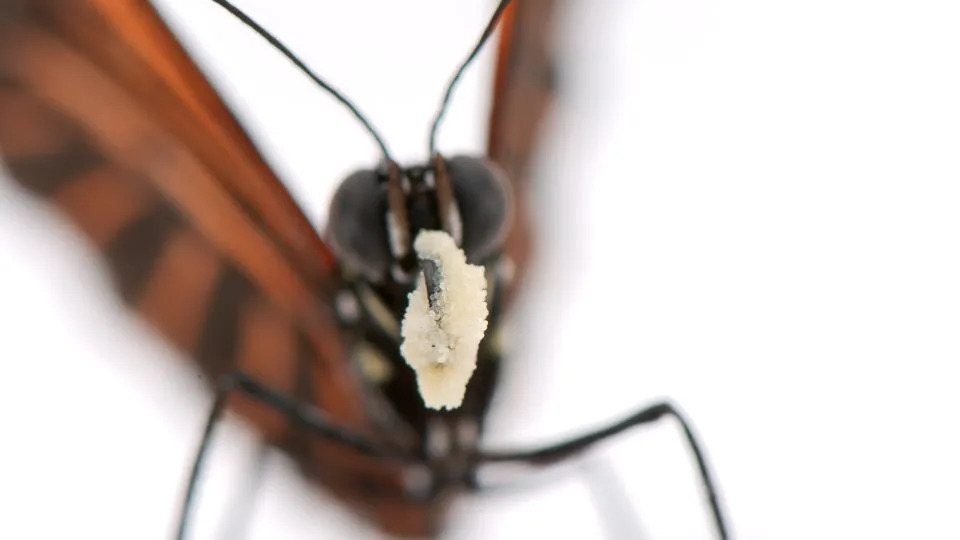 A large load of pollen grains makes a meal for a Heliconius erato butterfly. - Courtesy Sebastián Mena