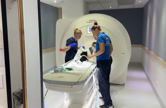 Mary the Tasmanian devil has undergone a series of tests and treatments with a specialist vet team.
