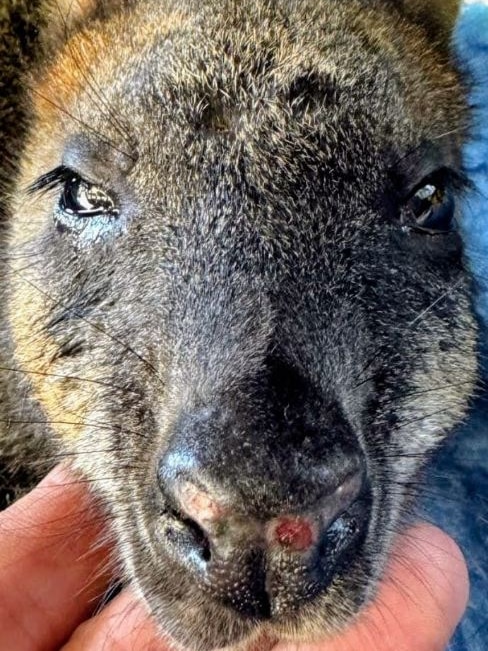 A swamp wallaby with a red sore on its nose and two small injuries to it head where some fur is missing.