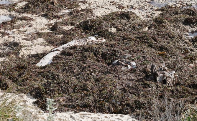 A whale carcass washed up on Grant Street Beach in Cottesloe. 
