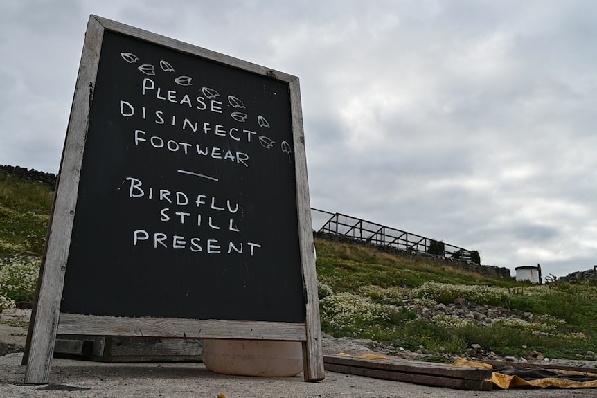 A bird flu warning written on a chalkboard outside in front of grass and a dark sky.