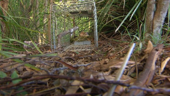Wildlife crews have set traps through dense bushland.