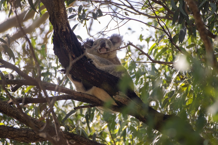 A young koala sitting in a tree.