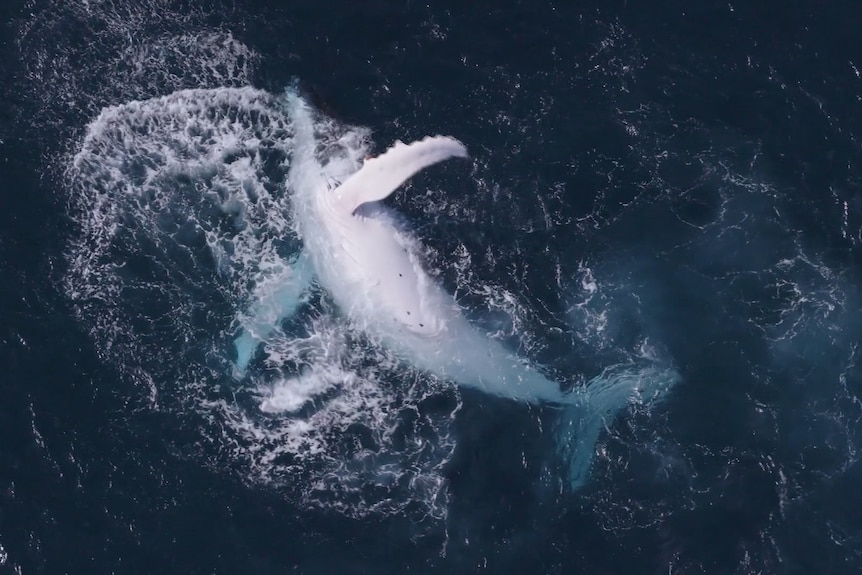 whale playing in water