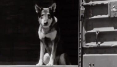 Friday Flashback: The Littlest Hobo