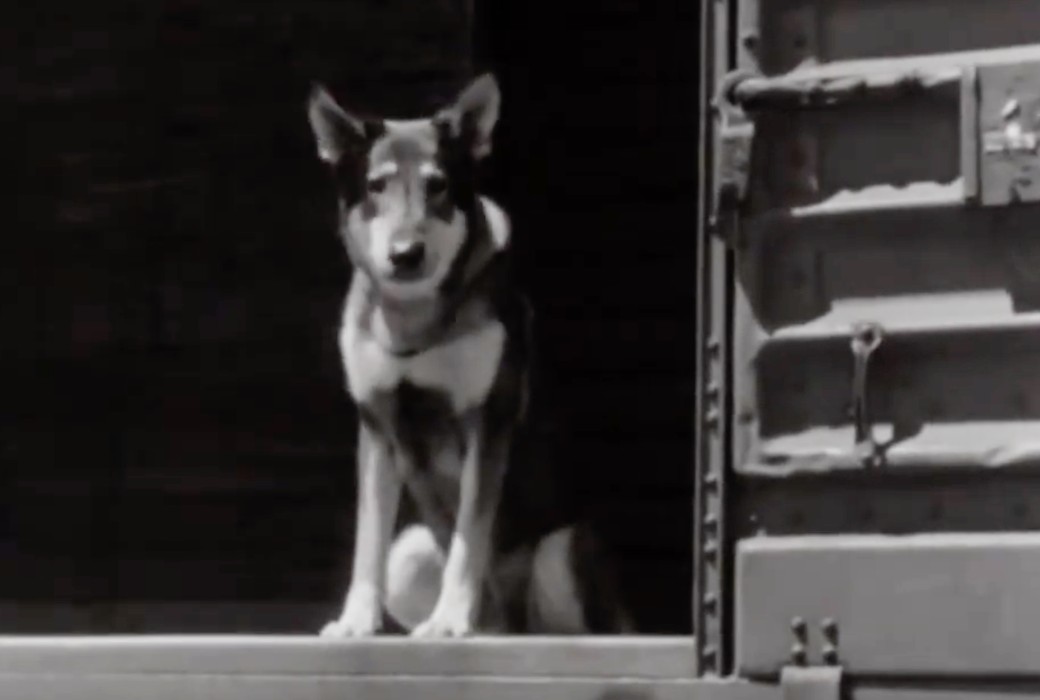 Friday Flashback: The Littlest Hobo