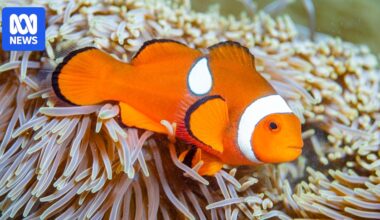 Missing Nemo from tropical island highlights threat of illegal poaching to Great Barrier Reef