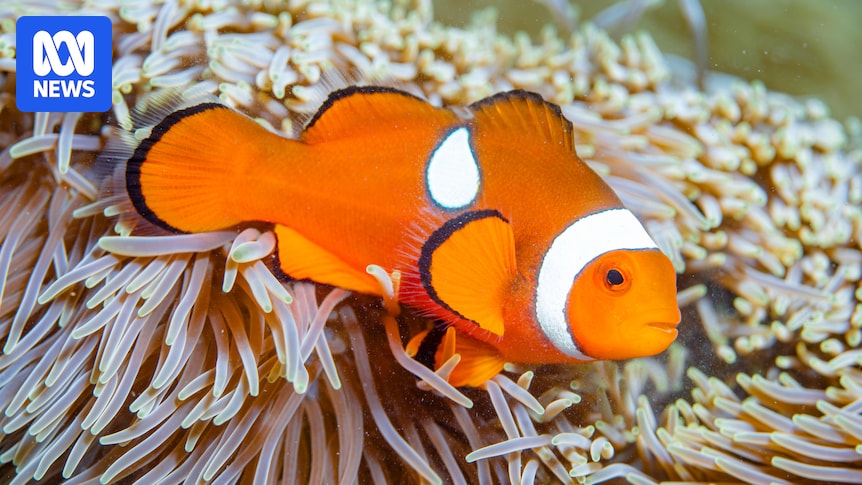 Missing Nemo from tropical island highlights threat of illegal poaching to Great Barrier Reef