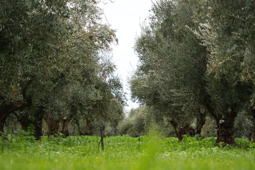 Rows of olive trees in orchard taken from the ground.