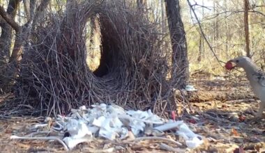 Bowerbirds Are Stealing Cash, Plastic and Handcuffs for Love