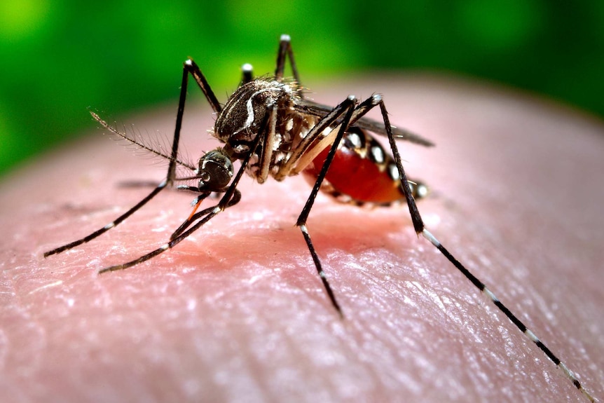 a mosquito on skin