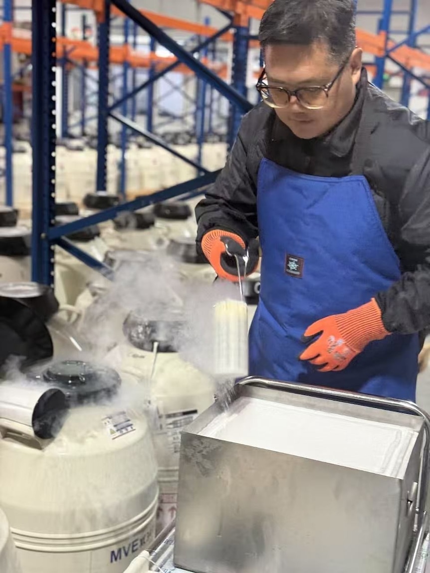 A man wearing protective clothing lifts bull semen out of liquid nitrogen