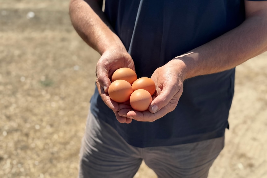 Generic image of hands holding eggs.