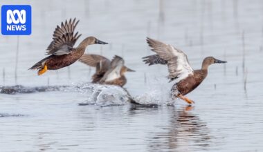 H5N1 bird flu a deadly threat to native duck species already menaced from all angles