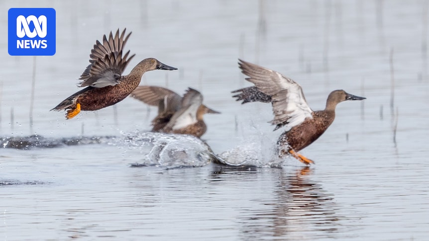 H5N1 bird flu a deadly threat to native duck species already menaced from all angles