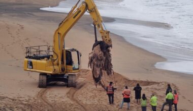 Rotting whale carcass removed from Bells Beach - Geelong Advertiser