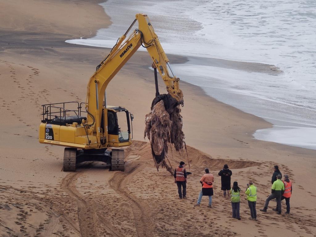 Rotting whale carcass removed from Bells Beach - Geelong Advertiser