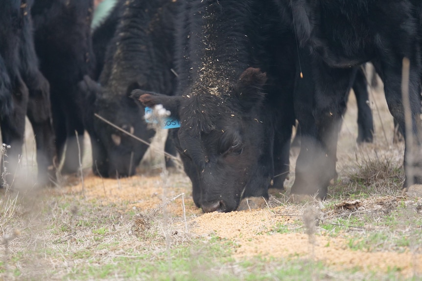 Cattle eating grain with shoot of green gras coming through