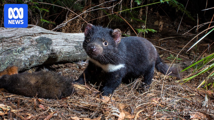 Why bird flu poses a high risk to many Australian native mammals