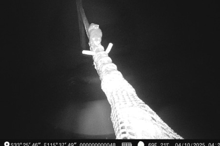 A night vision image of a baby possum riding on its mother's back as they cross a rope bridge.