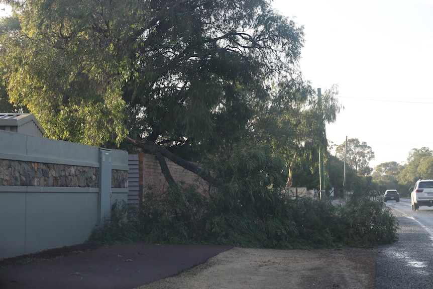 A large tree lies over the side fence of a residentual property next to a road after it was brought down in a storm.