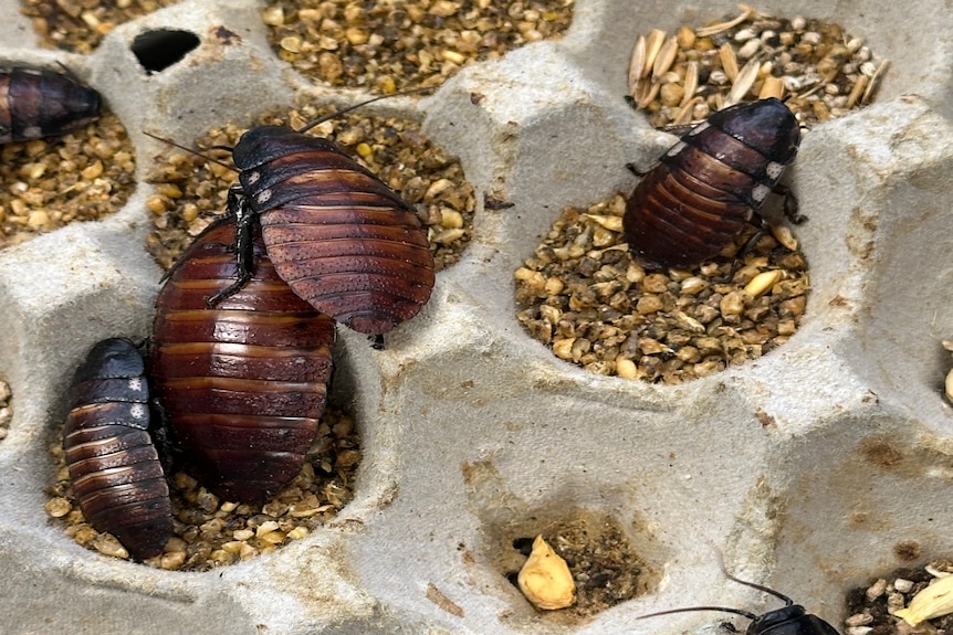 Large cockroaches on cardboard with grain.