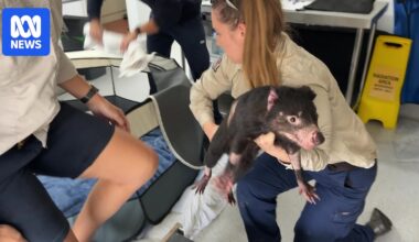 Runaway Tasmanian devil Mary discharged from hospital