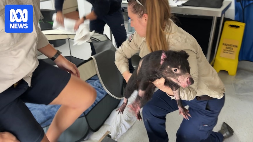 Runaway Tasmanian devil Mary discharged from hospital