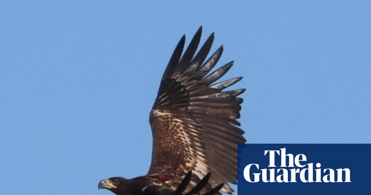 Predator or prey? The confounding case of the missing sea eagle | Birds