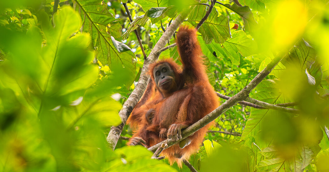 Indonesia Landslides Devastated Endangered Orangutans, Study Finds