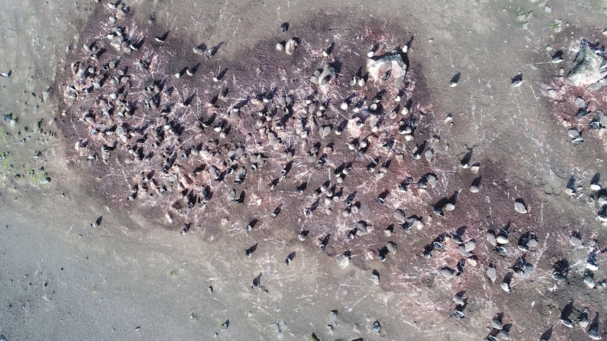 An image supplied of chinstrap penguins in Antarctica.