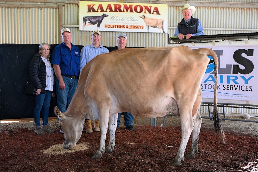 Five people stand behind a brown cow in a shed