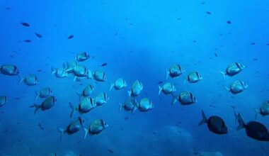 All hands on deck: the EU's €92 million bid for a global ocean intelligence network