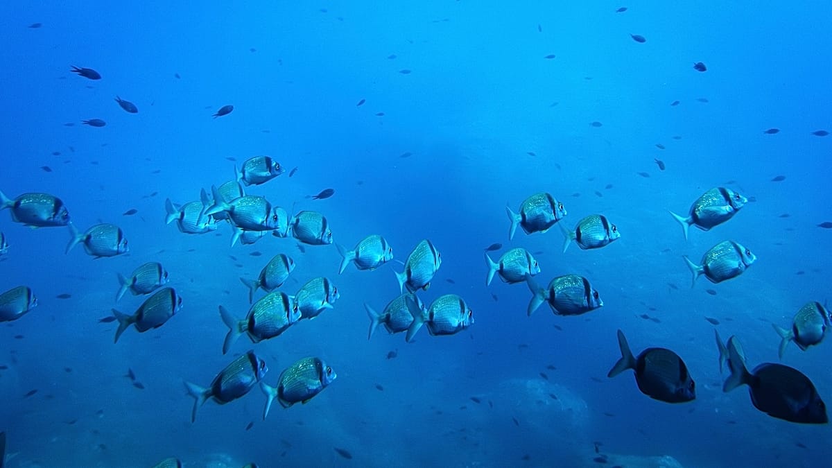 All hands on deck: the EU's €92 million bid for a global ocean intelligence network