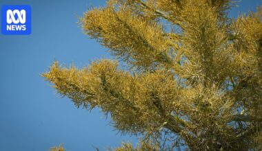 Mass flowering of Gebang palms in Darwin described as 'once-in-a-lifetime' natural event