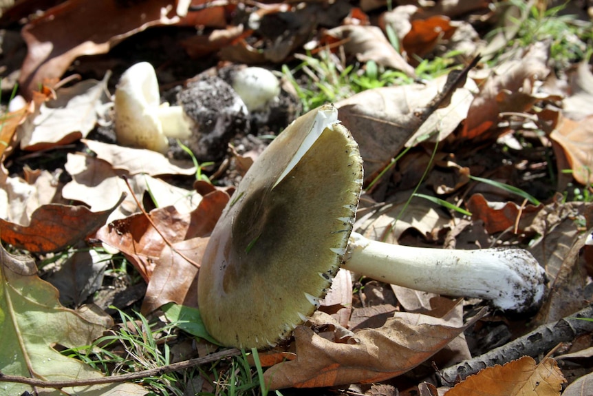 A yellow-tinged mushroom rests on the ground among leaves and twigs.