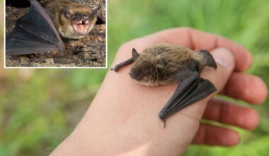 Boy, 11, died of rabies after bat landed on his face while he slept