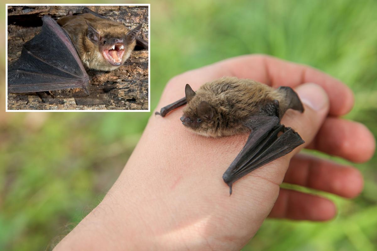 Boy, 11, died of rabies after bat landed on his face while he slept