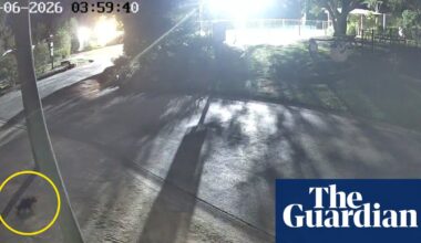Missing Tasmanian devil Mary captured on CCTV escaping from Gold Coast wildlife park | Gold Coast