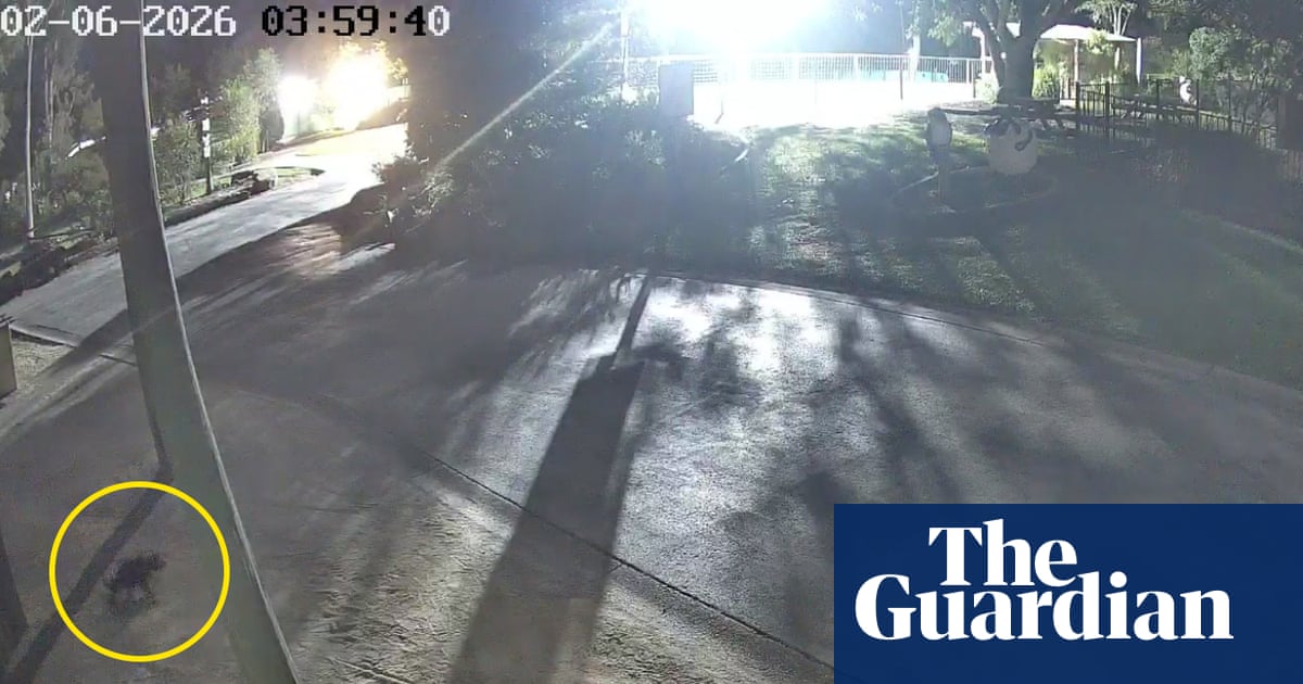 Missing Tasmanian devil Mary captured on CCTV escaping from Gold Coast wildlife park | Gold Coast