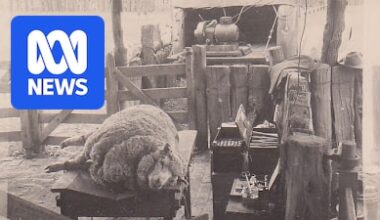 Farmer's push to return lost CSIRO archives reveals 200 years of merino history