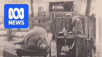 Farmer's push to return lost CSIRO archives reveals 200 years of merino history