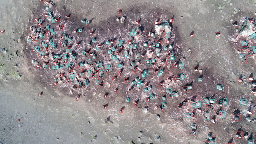 The AI model spots the different bird species.