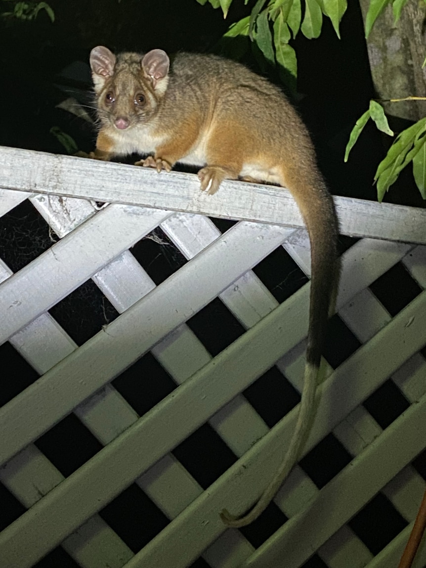 A medium-sized possum with a long tail with a white tip perches on a balcony fence.