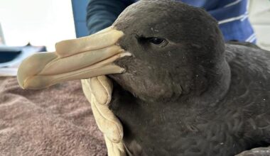 Third WA case of Bird flu confirmed as authorities await another suspect positive case near Esperance