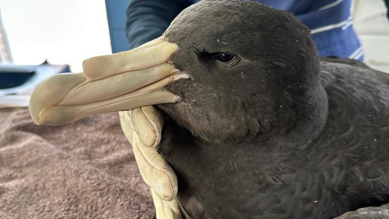 Third WA case of Bird flu confirmed as authorities await another suspect positive case near Esperance