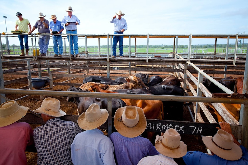 Men in hats lean against a cattle pen while stock agents stand above and take bids.